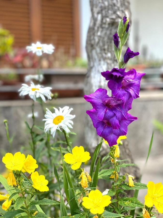 Garden House Budva Exterior photo